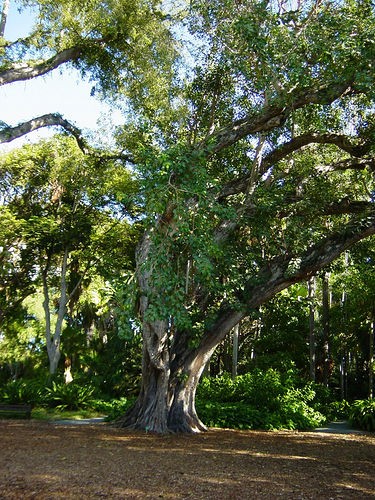 Cây bồ đề, tên khoa học là Ficus religiosa, thuộc họ thực vật Moraceae. Về mặt khoa học, các bộ phận của cây chứa những hoạt chất hữu ích.